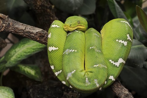 Emerald emerald green tree boa (Corallus caninus), captive, occurrence in South America