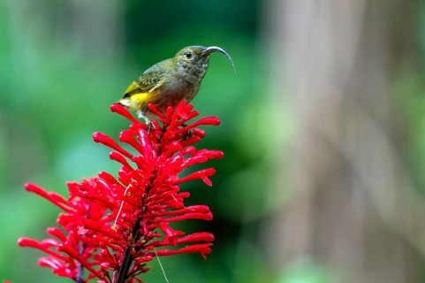 A small bird with a curved beak sits on a red inflorescence in green surroundings, Madagascar,