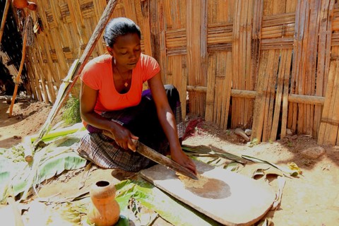 South Ethiopia, among the Dorze people, woman processes the mass of the ground false banana, which