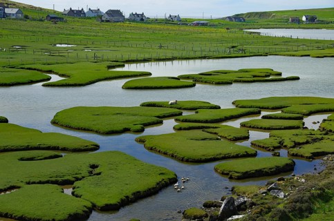 Small green islands in a vast tidal landscape, water birds, Isle of Harris, Hebrides, Scotland,