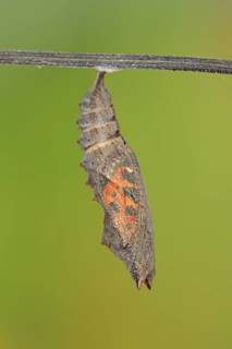 Small tortoiseshell (Nymphalis urticae, Aglais urticae), pupa shortly in front of hatching, North