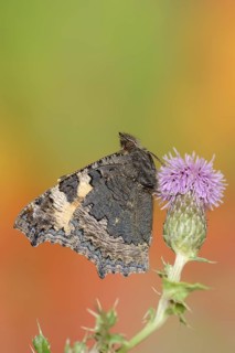 Small tortoiseshell (Nymphalis urticae, Aglais urticae), North Rhine-Westphalia, Germany, Europe