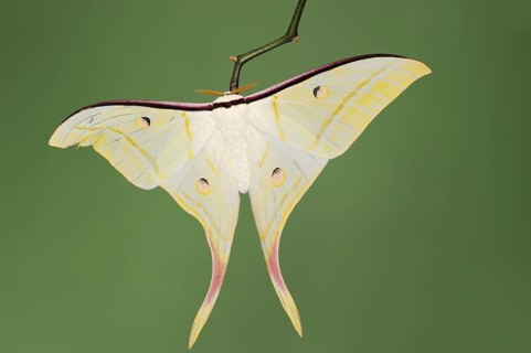 Indian luna moth (Actias selene), male, captive, occurrence in Asia