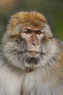 Barbary macaque (Macaca sylvanus), male, portrait, captive, occurring in Morocco, Algeria and
