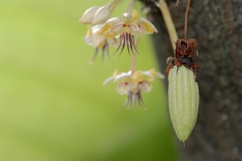Cocoa tree (Theobroma cacao), flowers and fruit on the tree