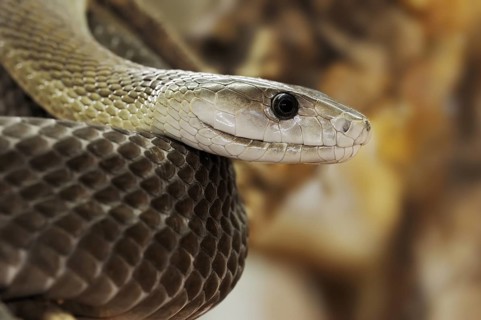 Black mamba (Dendroaspis polylepis), captive, occurring in Africa