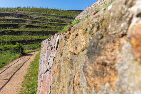 Winery at the Goldener Wagen. Listed dry stone walls with special vegetation. The walls store the