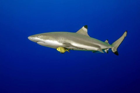 Pilotfish, Golden Trevally (Gnathanodon speciosus), swimming alongside Blacktip Reef Shark