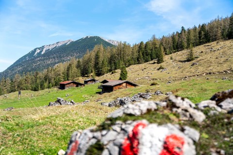 Alpine pasture landscape, Austria, Europe