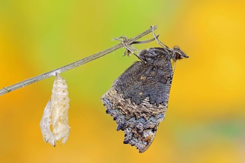 Small tortoiseshell (Nymphalis urticae, Aglais urticae) freshly hatched, North Rhine-Westphalia,