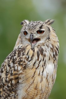 Bengal Eagle Owl (Bubo bengalensis, Bubo bubo bengalensis), captive, occurrence in Asia