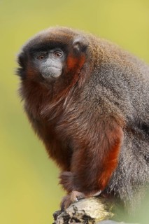 Coppery titi or red titi (Plecturocebus cupreus, Callicebus cupreus), captive, occurring in Brazil