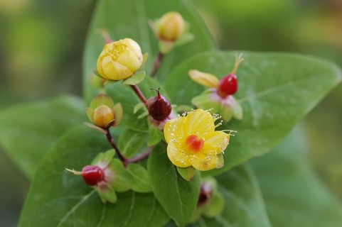 Sweet-amber (Hypericum androsaemum), flowers, ornamental plant, North Rhine-Westphalia, Germany,