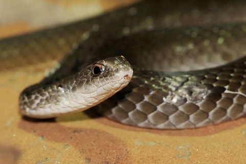 Olive-coloured sand snake or Mozambique sand snake (Psammophis mossambicus), captive, occurring in