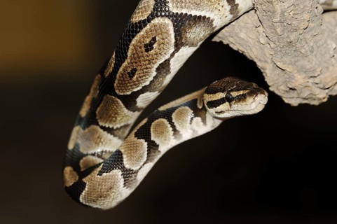 Royal python (Python regius), captive, occurring in Africa