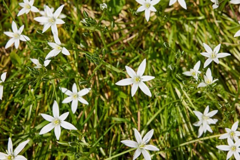 Umbellate star-of-bethlehem (Ornithogalum umbellatum) at the roadside in Friedrichstadt, district