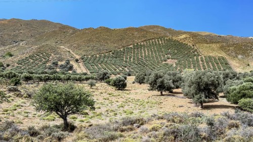 Olive plantation on the edge of Messara Plain Asterousia Mountains, Crete, Greece, Europe
