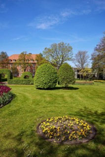 Hornbeams (Carpinus betulus) with topiary in the Marktstrasse park in Niebuell, Nordfriesland