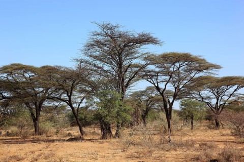 Southern Ethiopia, Omo region, umbrella acacia, Vachellia tortilis, genus Vachellia, subfamily of