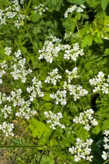 Small white flowers of common yarrow (Achillea millefolium), Germany, Europe