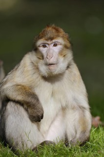 Barbary macaque (Macaca sylvanus), captive, occurring in Morocco, Algeria and Gibraltar