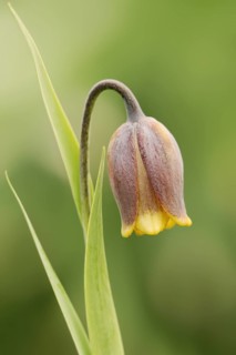 Turkish checkerboard flower or Michailovsky's fritillary (Fritillaria michailovskyi), flowers,