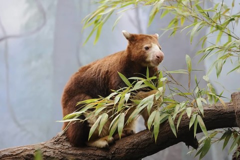 Matschie's tree-kangaroo (Dendrolagus matschiei), captive, occurring in New Guinea