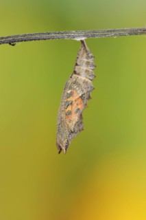 Small tortoiseshell (Nymphalis urticae, Aglais urticae), pupa shortly in front of hatching, North