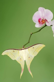 Indian luna moth (Actias selene), male on butterfly orchid (Phalaenopsis hybride), captive,