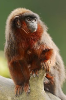 Coppery titi or red titi (Plecturocebus cupreus, Callicebus cupreus), captive, occurring in Brazil