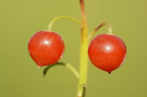 Lily of the valley (Convallaria majalis), berries, North Rhine-Westphalia, Germany, Europe