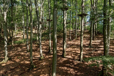 Platforms, ropes, rope ladders, suspension bridges, beech trees in the climbing forest, beech