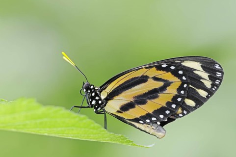 Butterfly 'Tiger Mimic-Queen' (Lycorea halia), captive, occurrence in South America