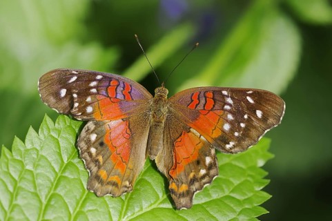 Red Brown Peacock (Brown Peacock) captive, occurring in Central and South America