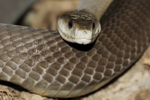 Black mamba (Dendroaspis polylepis), captive, occurring in Africa