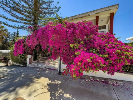 Large shrub of Bougainvillea (Bougainvillea glabra) triplet flower in front of staircase to