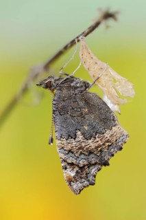 Small tortoiseshell (Nymphalis urticae, Aglais urticae) freshly hatched, North Rhine-Westphalia,