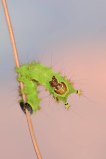 Indian luna moth (Actias selene), caterpillar, captive, occurrence in Asia