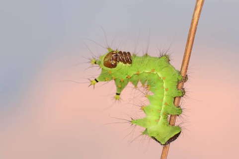 Indian luna moth (Actias selene), caterpillar, captive, occurrence in Asia