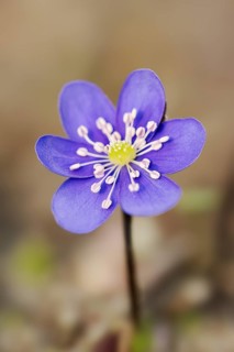 Liverwort (Hepatica nobilis, Anemone hepatica), flower, North Rhine-Westphalia, Germany, Europe