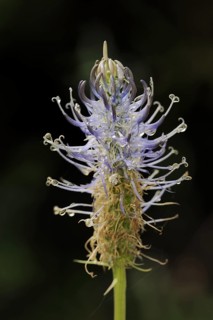 Sky blue devil's claw (Phyteuma spicatum ssp. occidentale), North Rhine-Westphalia, Germany, Europe