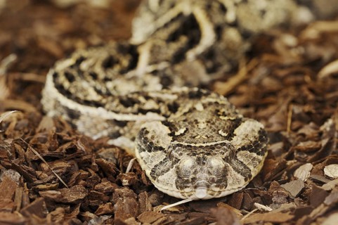 Puff adder (Bitis arietans, Bitis lachesis), captive, occurring in Africa