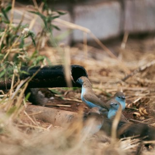 Blue Astrild, Limpopo, South Africa, Africa