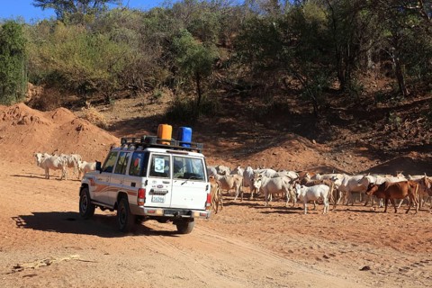 South Ethiopia, Omo Region, Nomads with their cattle walking in the dry riverbed of the Kizo River,