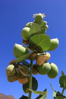 Southern Ethiopia, Omo region, blossom and fruit of the satanic apple, Ethiopia, Africa