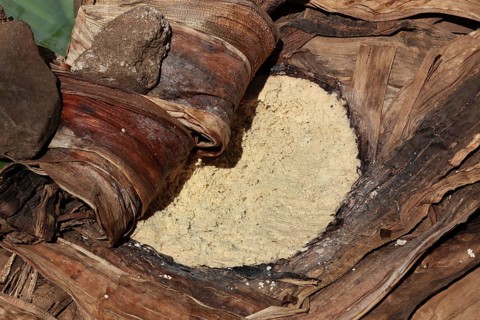 South Ethiopia, among the Dorze people, ground fake banana is fermented and processed into