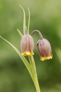 Turkish checkerboard flower or Michailovsky's fritillary (Fritillaria michailovskyi), flowers,
