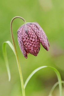 Snake's head fritillary (Fritillaria meleagris), flower, Lower Saxony, Germany, Europe