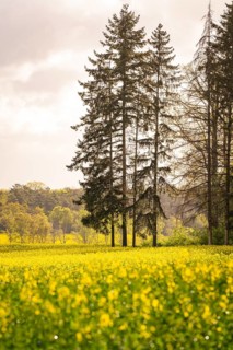 Large trees stand next to a flower meadow under a cloudy sky, the light brings a pleasant