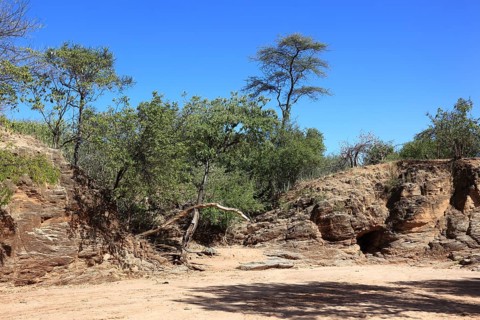 Southern Ethiopia, Omo Region, Trees on the banks of the dry riverbed, Wadi, Ethiopia, Africa